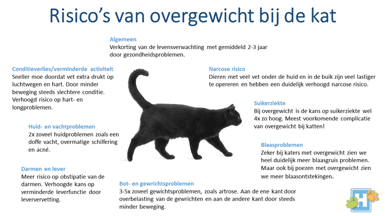 Risico's overgewicht kat