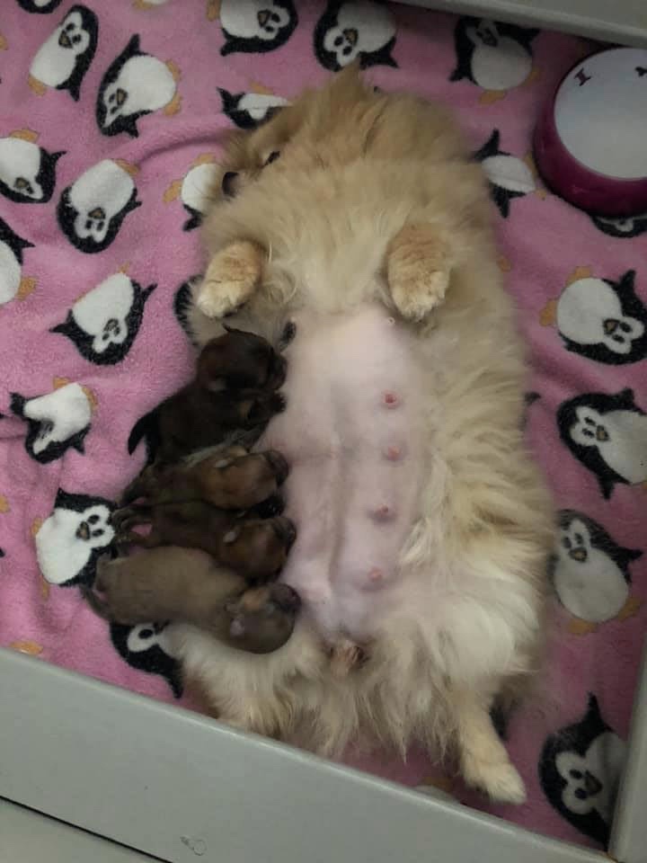 Shila en pasgeboren pups