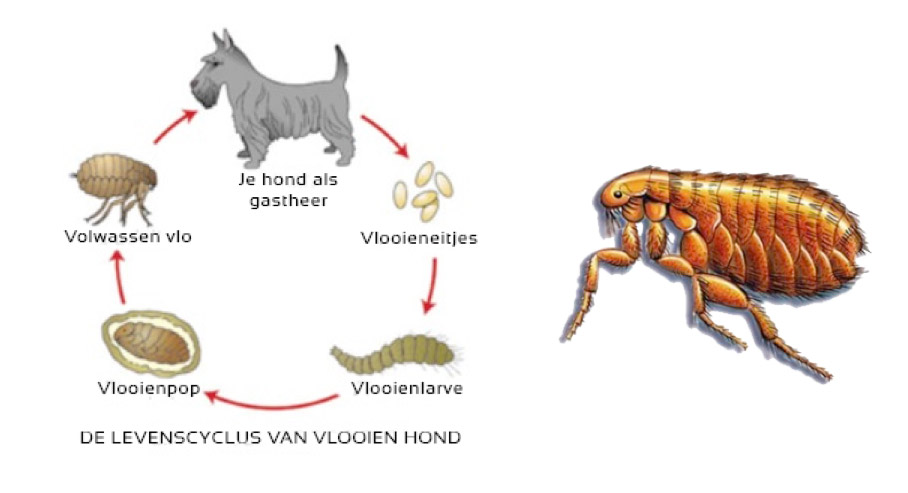 Identificeren Kosciuszko BES Oktober: een maand vol vlooien